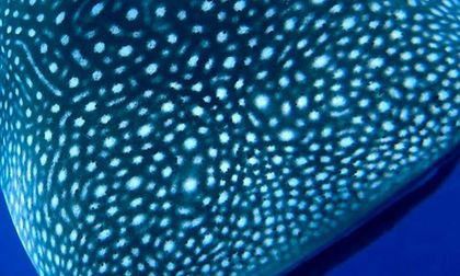 Tiburón ballena regresa al Pacífico chocoano