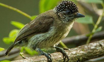 Cali se suma al ‘Global Big Day’, en la jornada mundial de avistamiento de aves