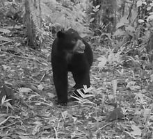 Oso de anteojos en Cali: cámaras trampa documentan su presencia en áreas de conservación