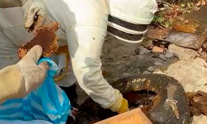 ¡Cuidado con las abejas! Palmira en temporada de enjambrazón, vea cómo actuar