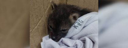 Imagen de En El Carmen rescatan a un zorro bebé que estaba al lado del cuerpo sin vida de su madre