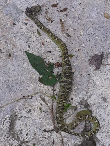 Imagen de ¡Impresionante! Un hombre fue atacado por una víbora en Argelia