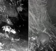 Monitorean biodiversidad en norte del Valle