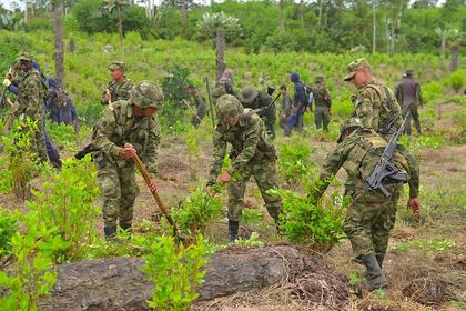 Imagen de Informe especial: volvieron los cultivos de coca al Oriente Antioqueño