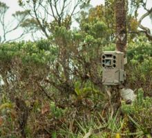 Cali instaló cámaras trampa con IA para proteger su biodiversidad