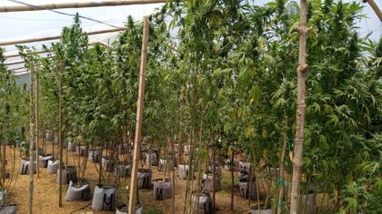 Imagen de  Destruyen laboratorio para el cultivo y procesamiento de marihuana en Sonsón