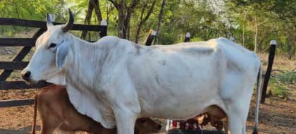 Imagen de Colombia alcanzó cifra récord de producción de leche en 2025: 8 405 millones de litros, la más alta en dos décadas