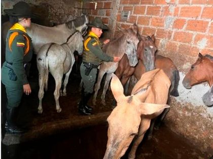 Imagen de Desmantelan matadero clandestino: al parecer procesaban carne de caballo