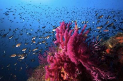 Alerta temprana contra la contaminación marina, reconocida por la Fundación Banco Sabadell
