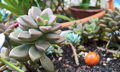 Cómo cuidar las plantas en casa