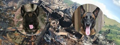 Imagen de Telmo y Léster, los perros héroes que murieron en el ataque a helicóptero en Amalfi