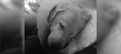 Imagen de Murió Zeus, el perrito que cayó a un pozo abandonado en un lote en Rionegro