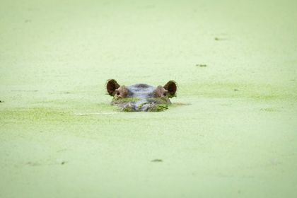 Imagen de  Juez ordena medidas urgentes por hipopótamos en el río Nare