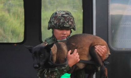 Perrita Candy fue mordida por serpiente en Tolima