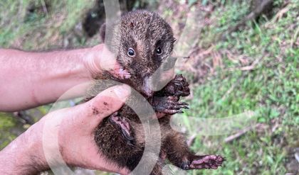 Imagen de En Cocorná lo hicieron de nuevo: salvaron un cosumbo andino de ser atropellado