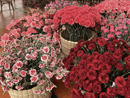 Imagen de Dólar en $3 593 impacta exportaciones de flores en plena temporada de madres