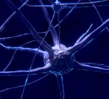 GluN3A regula la formación de conexiones entre hemisferios