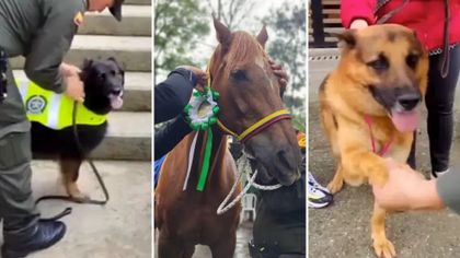 Imagen de  Retirados con honores: perros y caballos de la Policía ahora viven con familias antioqueñas