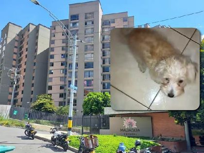 Imagen de Mujer habría lanzado al perro de su expareja desde un piso 12 en Bello, comunidad pide justicia