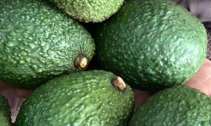 Exportaciones de aguacate Hass en Colombia crecieron un 46,6%