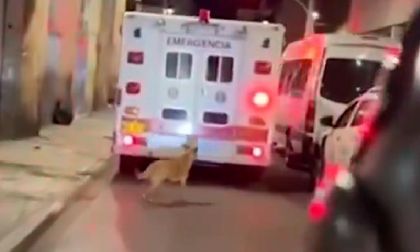 Video: perro persiguió una ambulancia donde llevaban a su dueño; no lo dejó solo