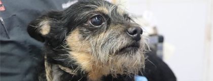 Imagen de “Olor a amoníaco, falta de ventilación y hacinamiento”: así vivían los 46 animales rescatados en San Antonio de Prado