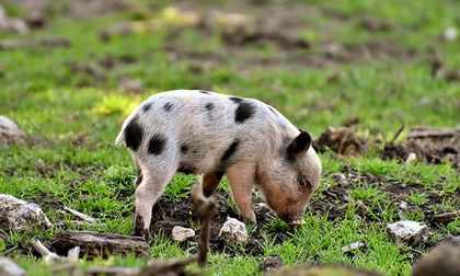 Minipigs: ¿tendrías un cerdo como mascota?