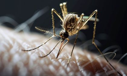 ¿Cali se encuentra en riesgo por el virus Oropuche?