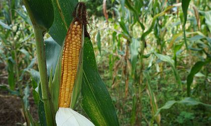 Importaciones de maíz blanco en Colombia aumentaron en 411%