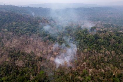 Imagen de  La tala continuada y el calentamiento global podrían convertir la Amazonía en una sabana