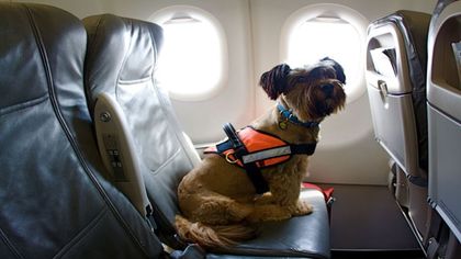 Imagen de  American Airlines implementa una nueva política que beneficia a los viajeros con mascotas