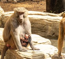 Zoológico de Cali presenta a su bebé papión, el primer nacimiento de esta especie registrado durante 2026
