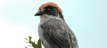 Imagen de  Lanzan programa en Antioquia para salvar aves en peligro crítico de extinción