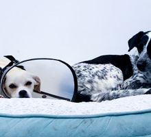 Halloween con mascotas: lo que sí y lo que no debes hacer según expertos