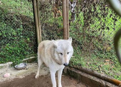 Imagen de  Investigan presunto cautiverio de un lobo en vereda de Rionegro