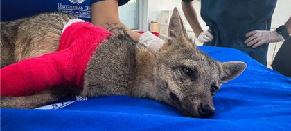 Imagen de  Cerca de 380 animales silvestres han sido atropellados desde el 2024 en el Valle de Aburrá: el 70 % no sobrevive