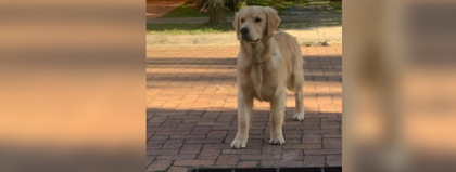 Imagen de ¡Estamos buscando a Milán! Un perrito desapareció tras accidente de tránsito en Rionegro