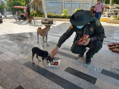 Imagen de  Las mascotas sí pueden ser embargadas, según decisión de la Corte Suprema