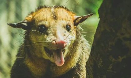 Imagen de  Las zarigüeyas, los animales más atropellados en vías del Oriente