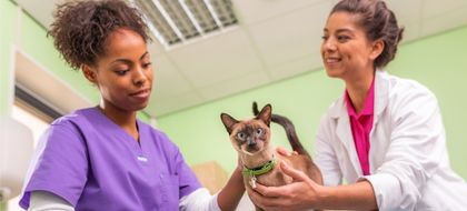 Imagen de  Día Mundial de la Esterilización Animal: más de tres millones de perros y gatos en Colombia no tienen hogar