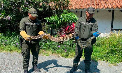 Denuncia ciudadana permitió el rescate de dos boas en el sur de Cali