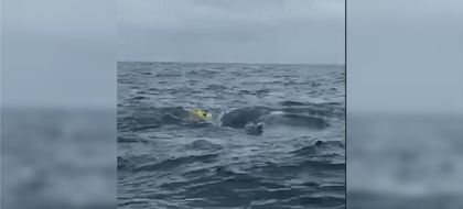 Imagen de  Video: Piden ayuda para liberar a una ballena atrapada en una malla en Chocó