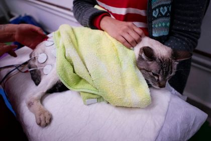 Imagen de  La «paternidad de mascotas» impulsa el gasto veterinario en América Latina