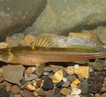 Descubren dos nuevas especies de peces del Alto Cauca: una es un diminuto bagre que come escamas