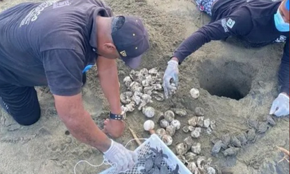 Santuario Acandí, Playón y Playona triplica su área protegida