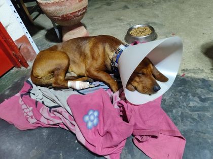 Imagen de Denuncian presunto caso de maltrato animal en La Unión: un perro fue herido en una de sus patas al atravesarle una varilla