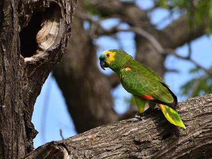 Imagen de  ¿Tiene un loro como mascota en casa? Esta es la multa a la que se está exponiendo