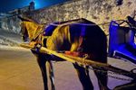 Imagen de Corte Constitucional prohíbe uso de animales de tracción con fines turísticos