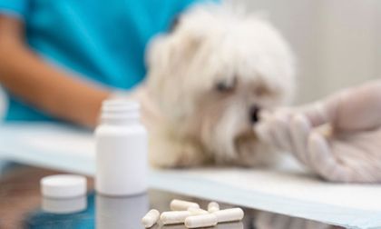 ¿Tu mascota necesita desparasitarse? Conoce cada cuánto hacerlo y por qué es indispensable