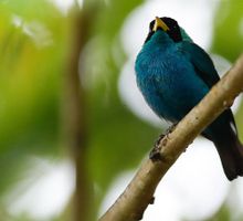 Colombia Birdfair 2026 abre sus alas en Cali